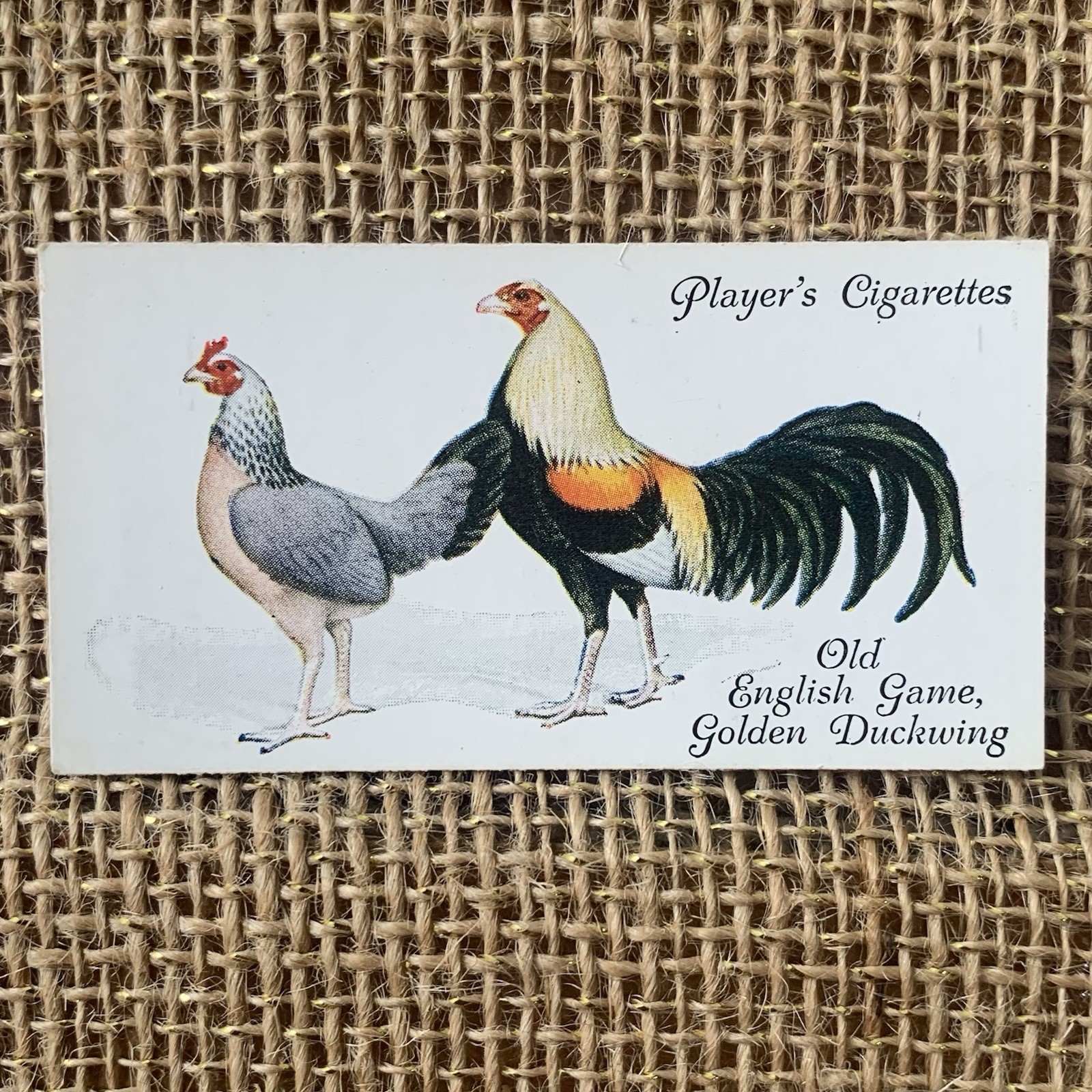 Old English Game Golden Duckwing Poultry #18 1931 Players Cigarette Tobacco Card