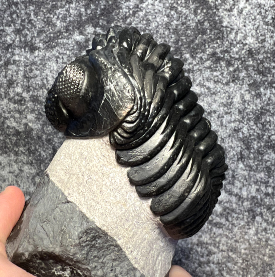 Drotops megalomanicus Trilobite Fossil – Large Display ✅