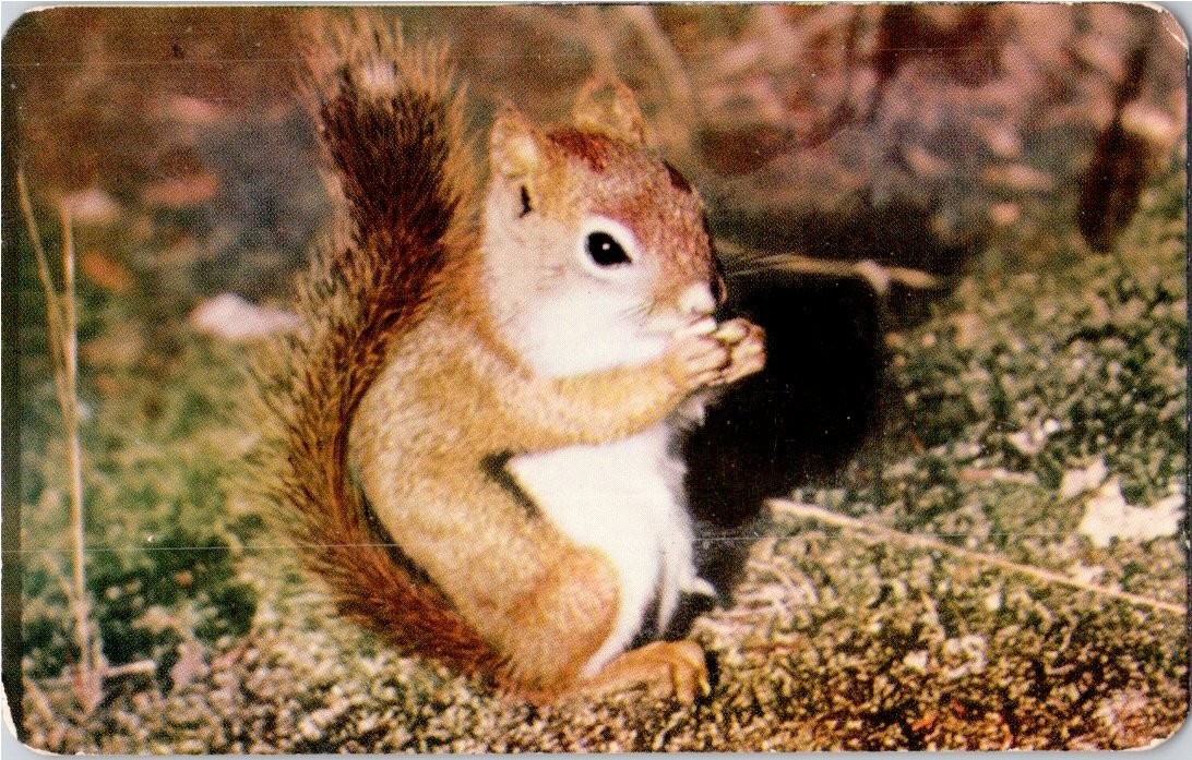 Vintage Real Photo Postcard - Cute Red Squirrel - Nestor Falls, Ontario, Canada