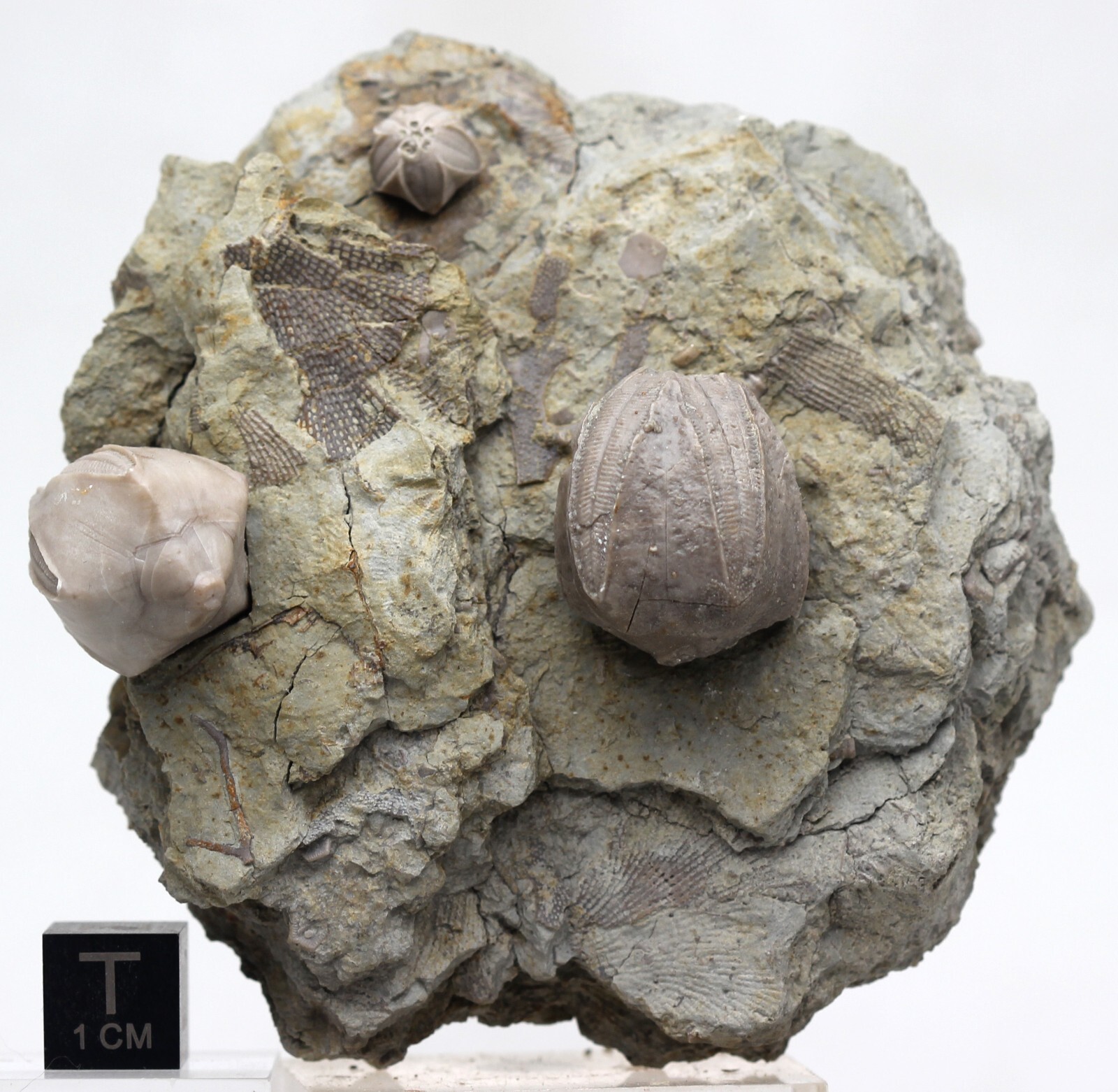 BLASTOID FOSSIL PLATE Sea Life Matrix Mineral Specimen Echinoderm ILLINOIS RARE