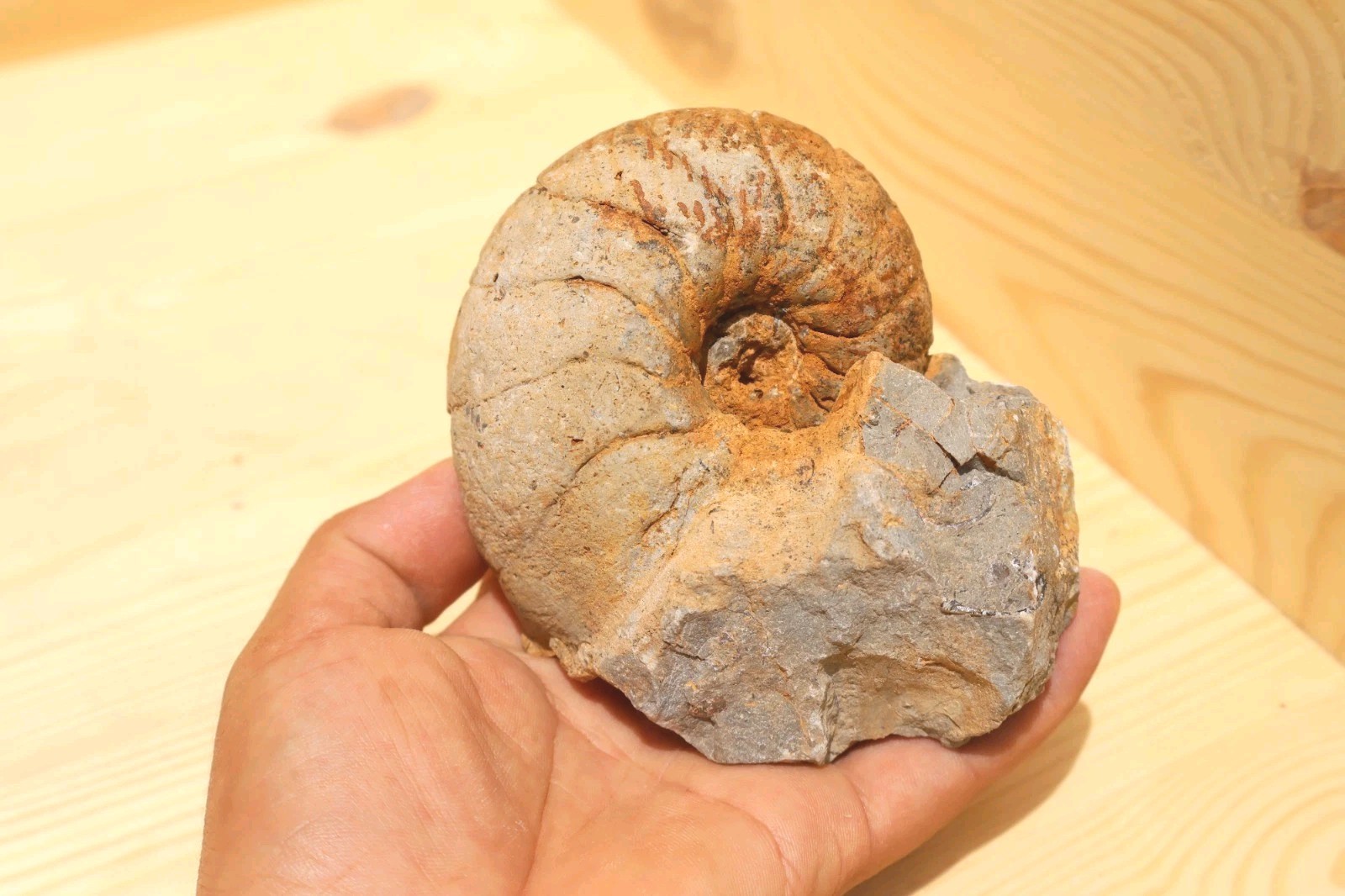 Cretaceous Nautilus Ammonite Fossil – Authentic Moroccan Fossil Specimen