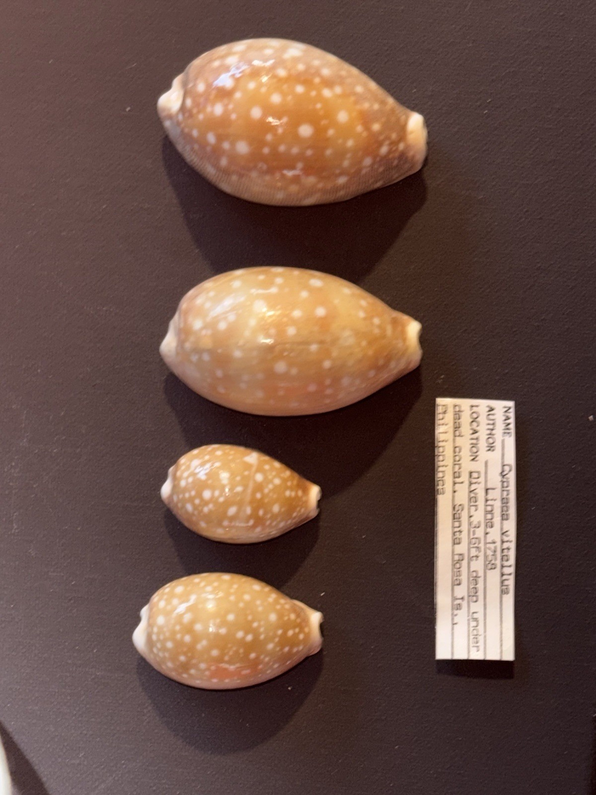 Set Of 4 Cyprasa vitellus With Full Collection Data. Rare Collectors Gifts Decor