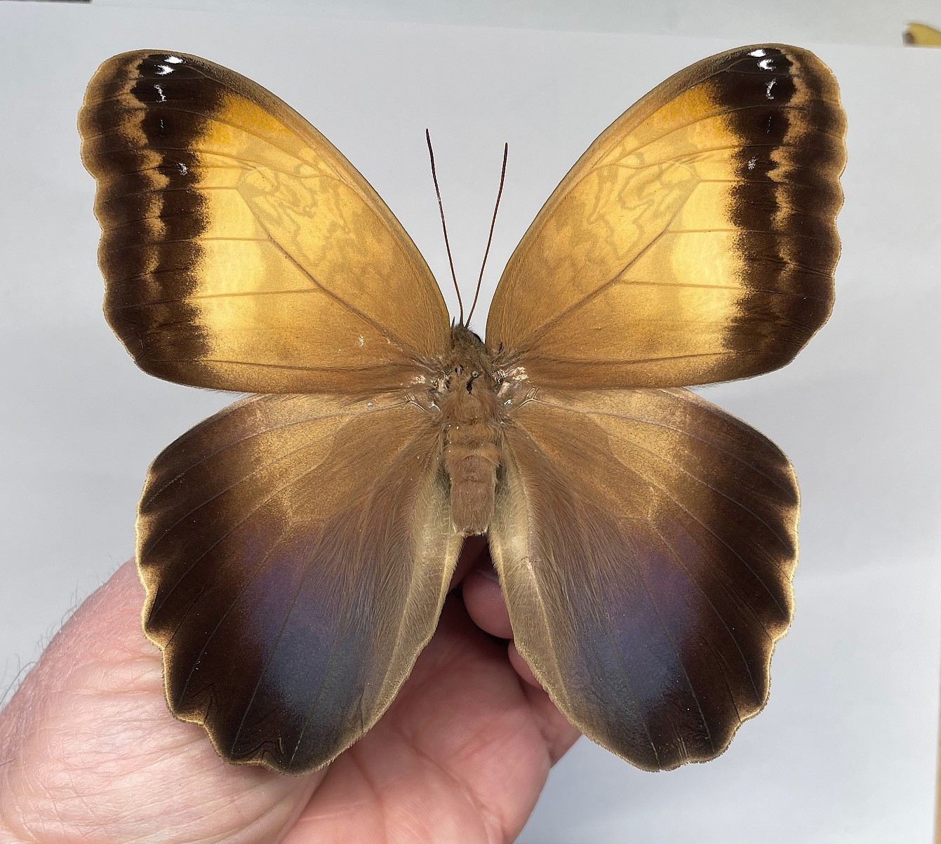 BRASSOLIDAE CALIGO ARISBE ARISBE*****RAR  female****BRAZIL