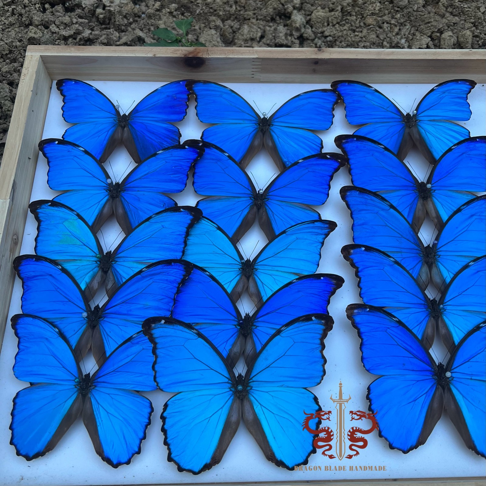 Butterfly specimen Large Blue Morpho menelaus male, 1pc wings spread A1