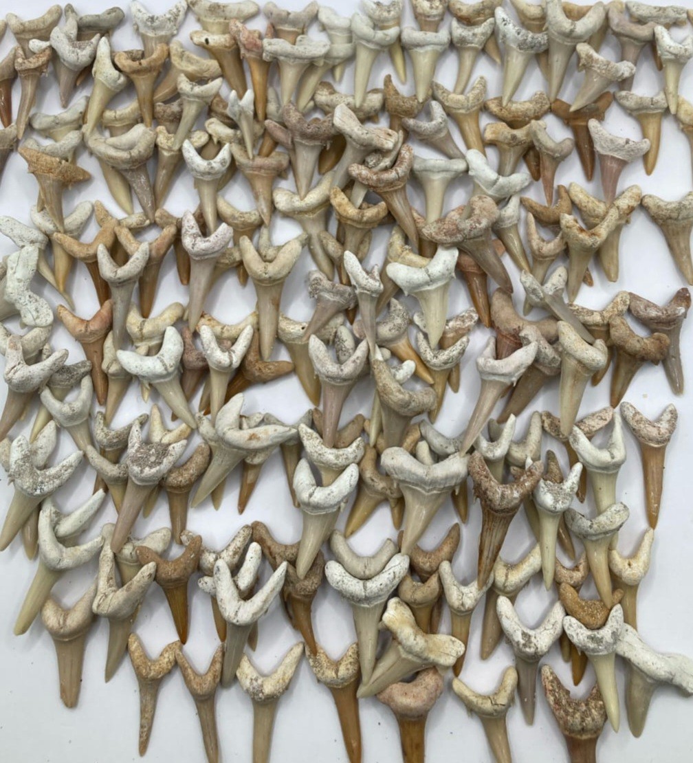 1000Authentic Sand Tiger Fossil Shark Teeth Bulk Lot Natural Collector Specimens