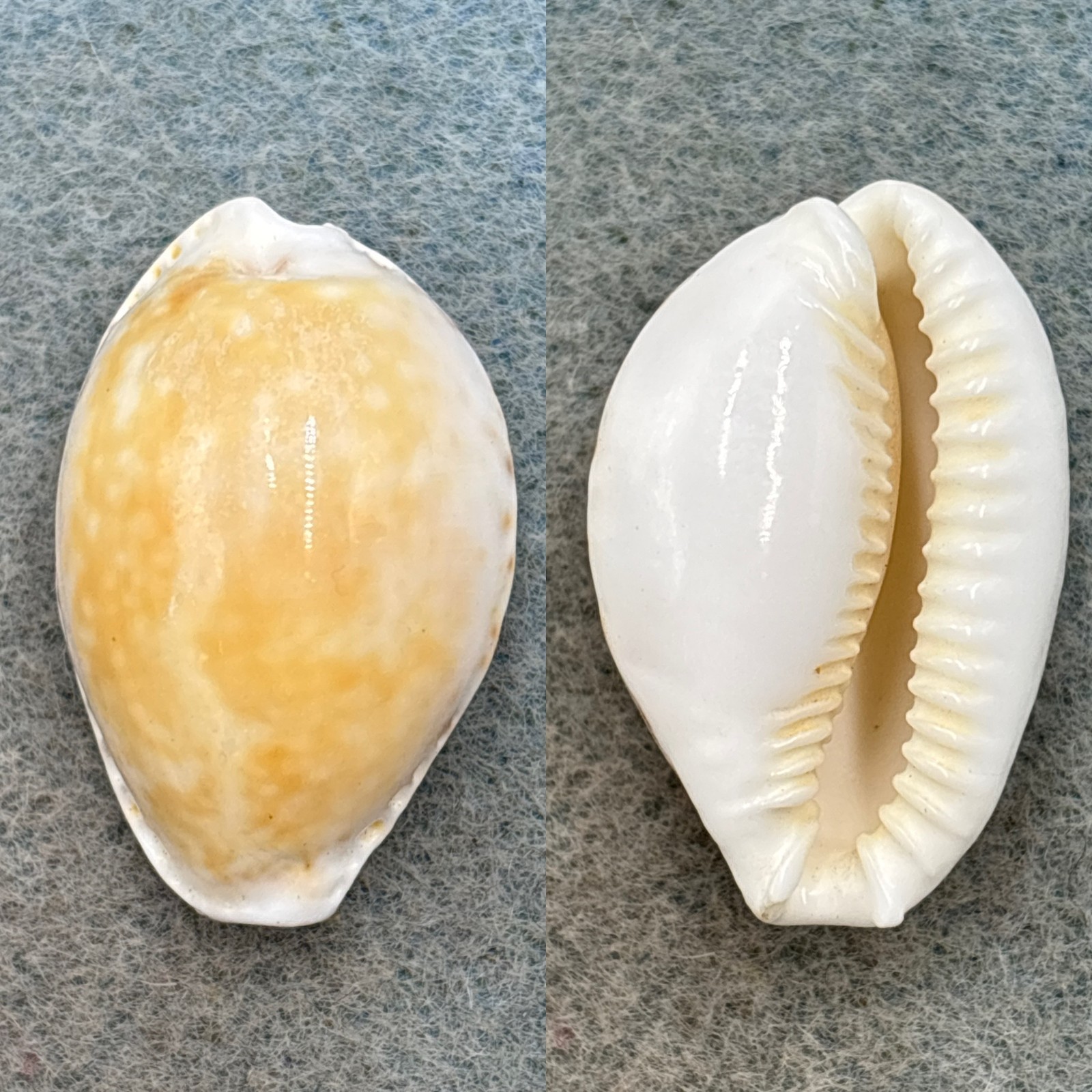#3 Cypraea cernica ogasawarensis 28.7mm F Chiba Prefecture, Japan