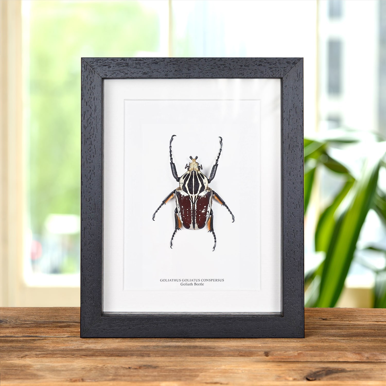 Goliath Taxidermy Beetle Frame (Goliathus goliatus conspersus)