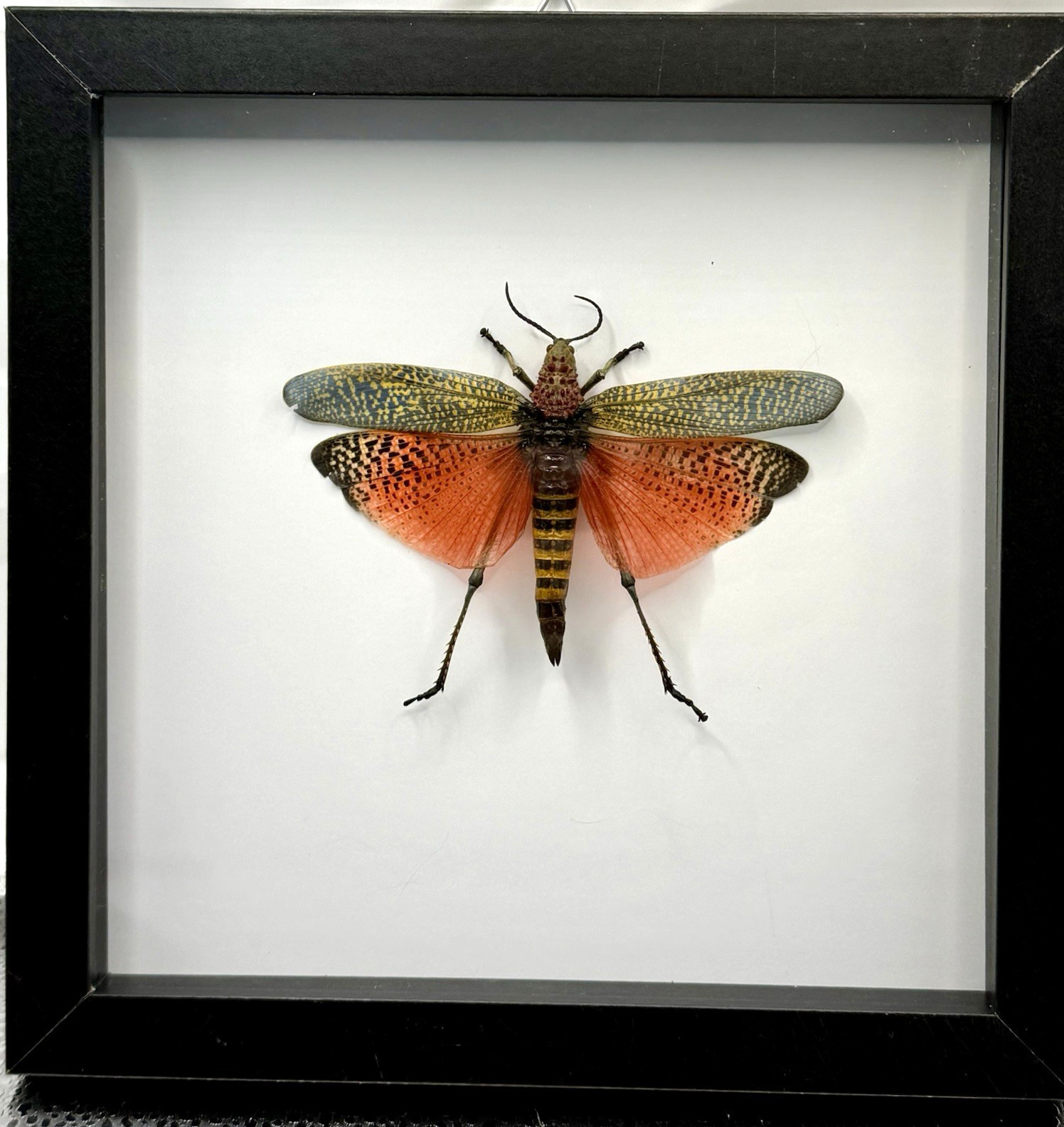 Framed Rainbow Milkweed Locust, female(Phymateus saxosus), Madagascar