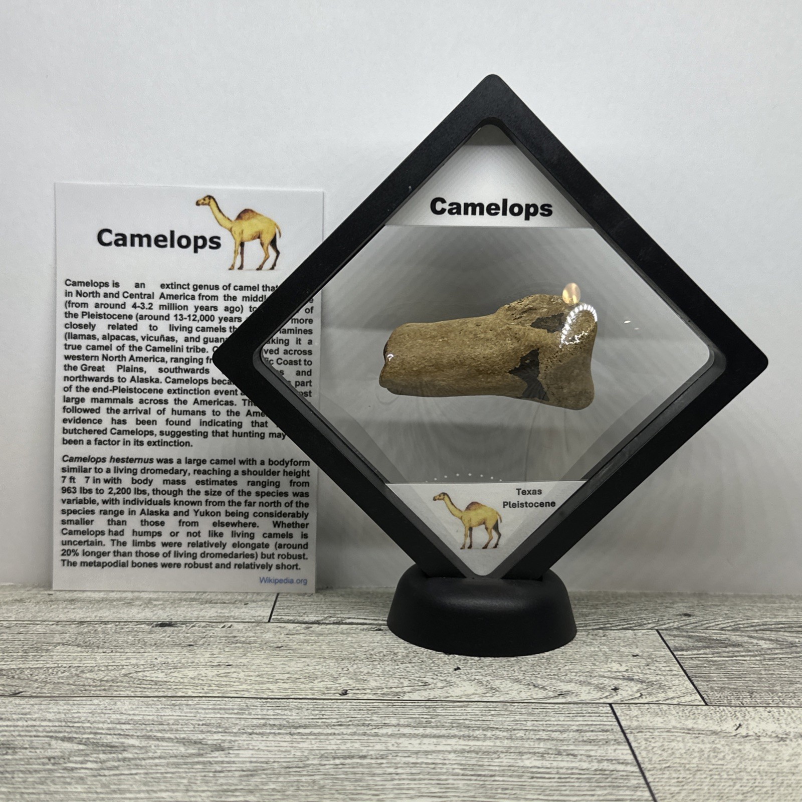 Camelops Prehistoric Ice Age Toe Bone Fossil In Display Case