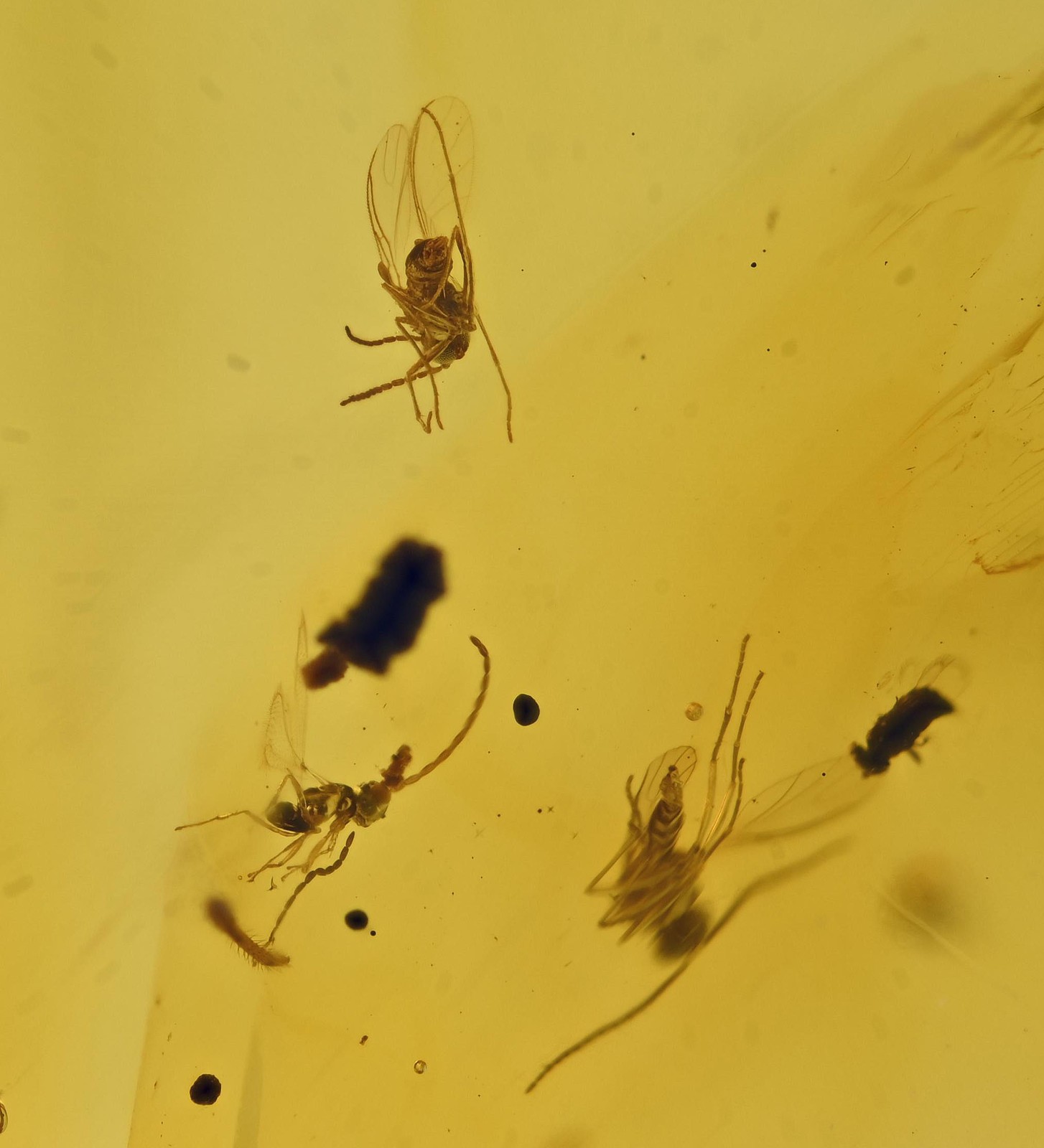 Small swarm of insects - Fossil Insect Inclusion in Dominican Amber