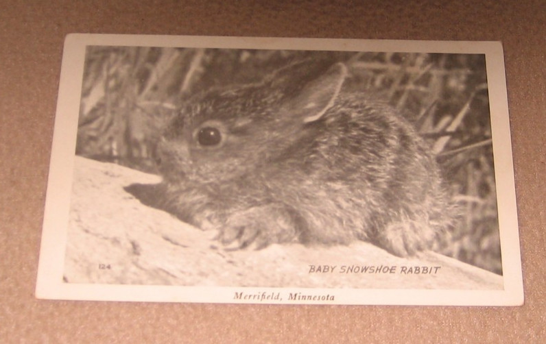 Merrifield MN Minnesota Cute Baby Bunny Snowshoe Rabbit Real Photo Postcard RP