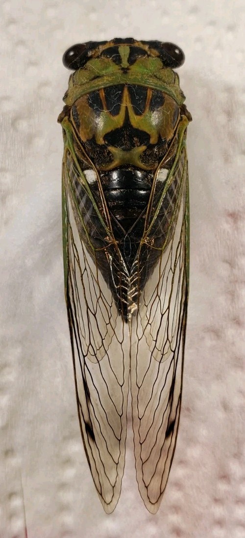 Annual Cicada: Neotibicien sp. (Cicadidae) USA Hemiptera Insect Specimen