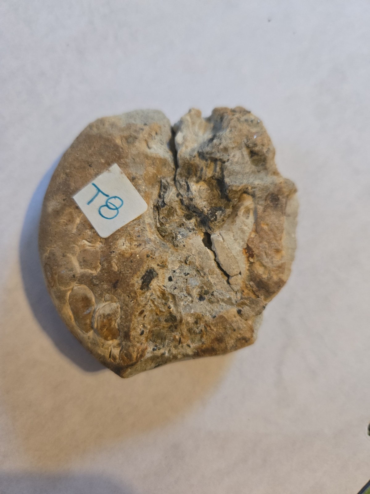 Ammonite T8