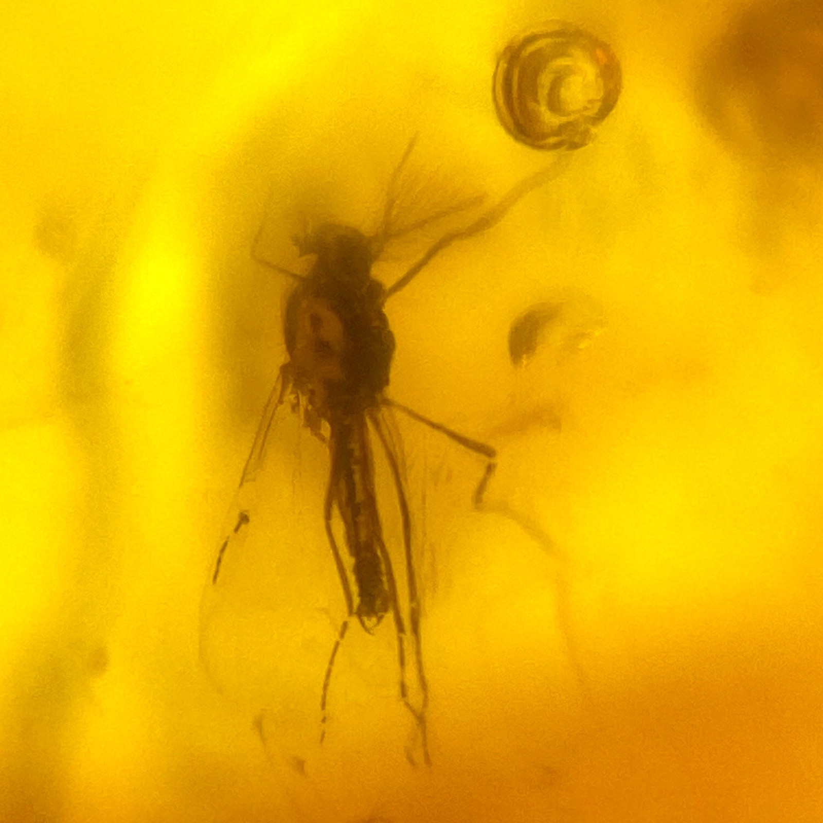 Baltic Amber Insect Inclusion and 4x Magnifying Case includes COA