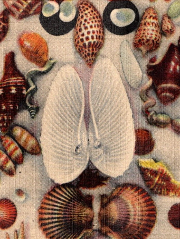 1949 Tropical Florida Sea Shells Found Along the Gulf of Mexico Postcard Vintage