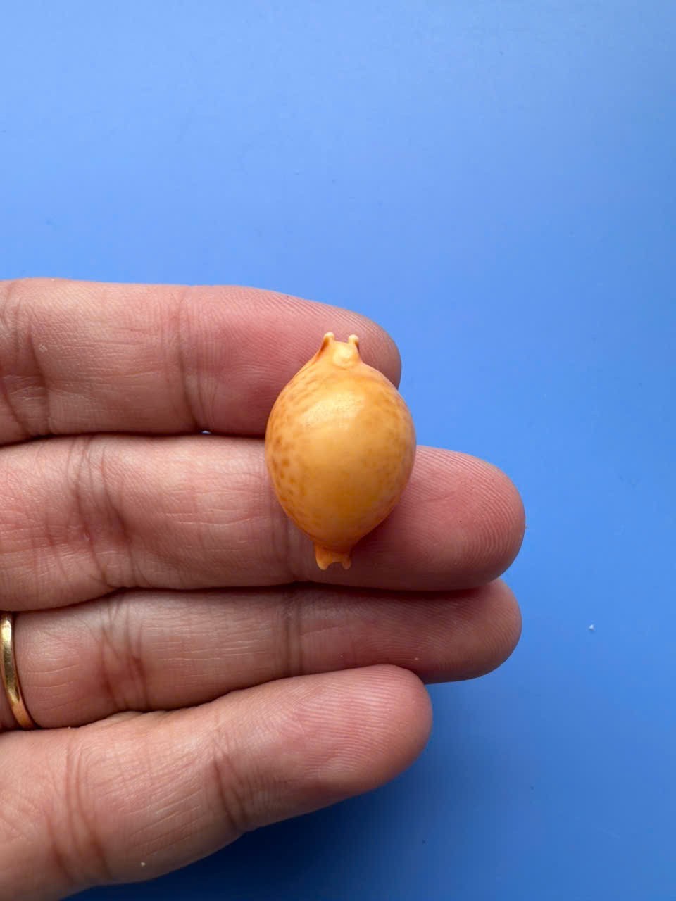 23.8mm | Pustularia globulus |F+++ GEM | GIANT| Nice shell