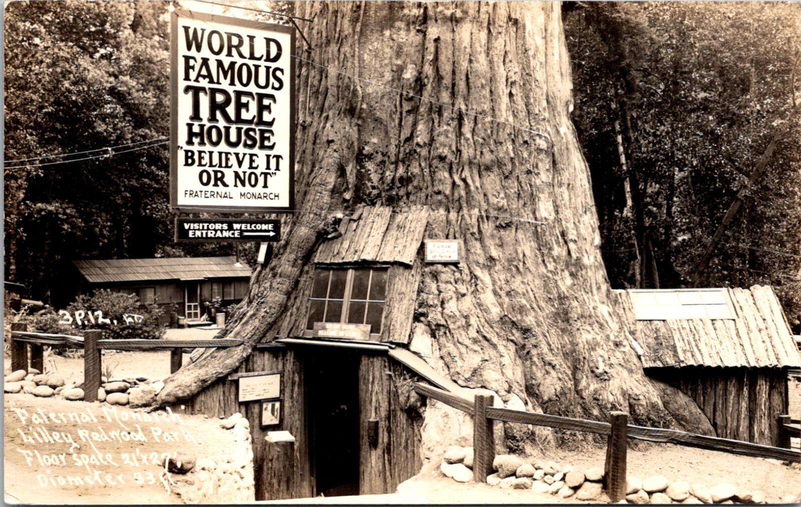 RPPC Postcard Lilley Redwood Park Believe It or Not Redwood Tree CA 23007