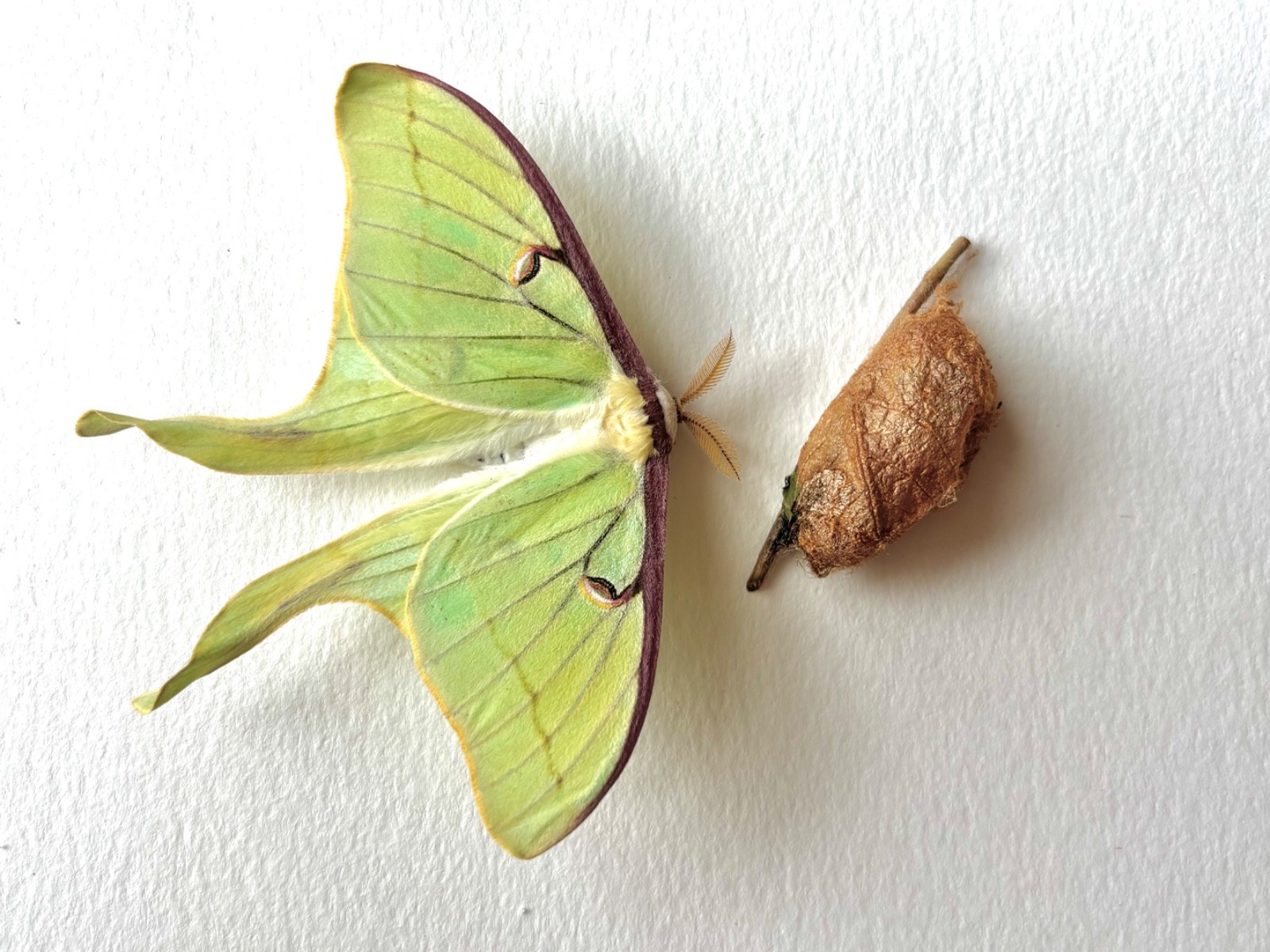 LIVE - Luna Moth *Cocoon* (In Diapause) Encased in Silk - $15/ea.