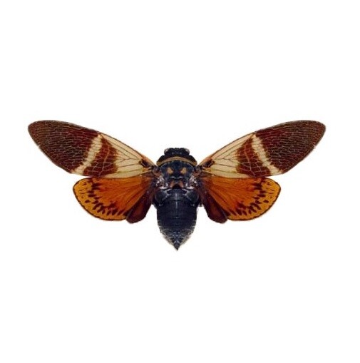 Angamiana floridula ONE REAL RED ORANGE CICADA MOUNTED PACKAGED THAILAND