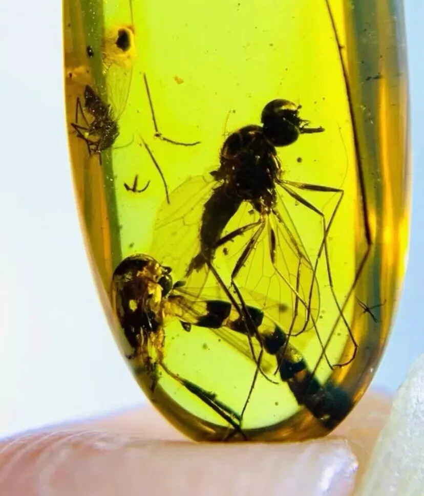 Ultra Rare Large Snipe Fly Rhagionidae Amber Fossil Museum Quality
