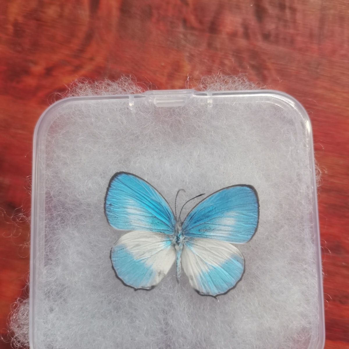 2 Pcs Elegant Gray Butterfly Specimen Pre-spread A1-A- Grade DIY Decor Gift