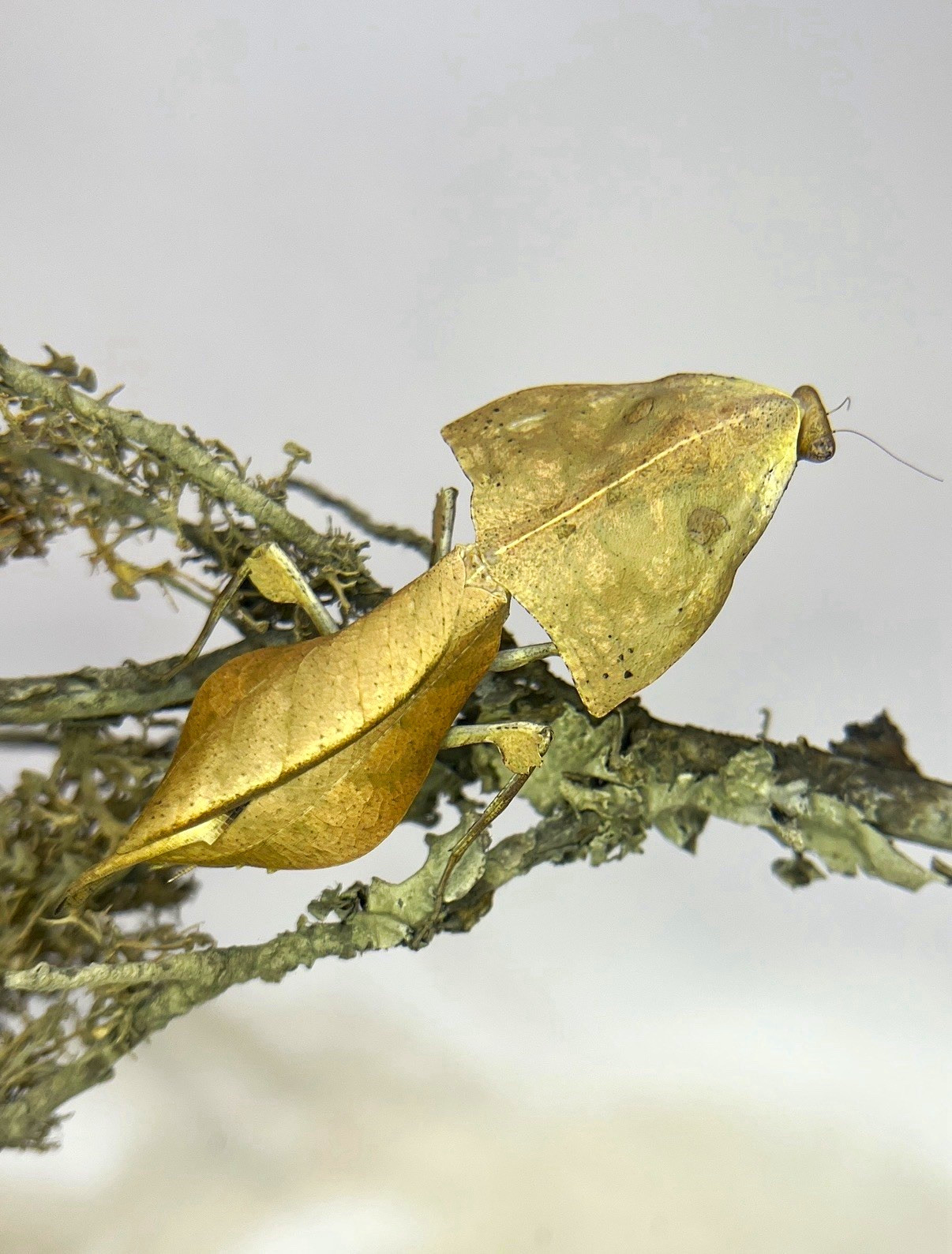 DeadLeaf Mantis ( Deroplatys gorochovi ) L4-L5 + Care Guide