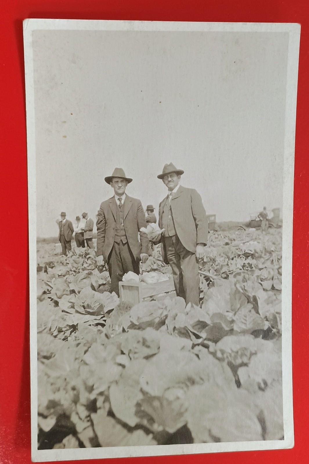 RPPC Two Men In Suits And Hats Standing In The Middle Of A Cabbage Patch