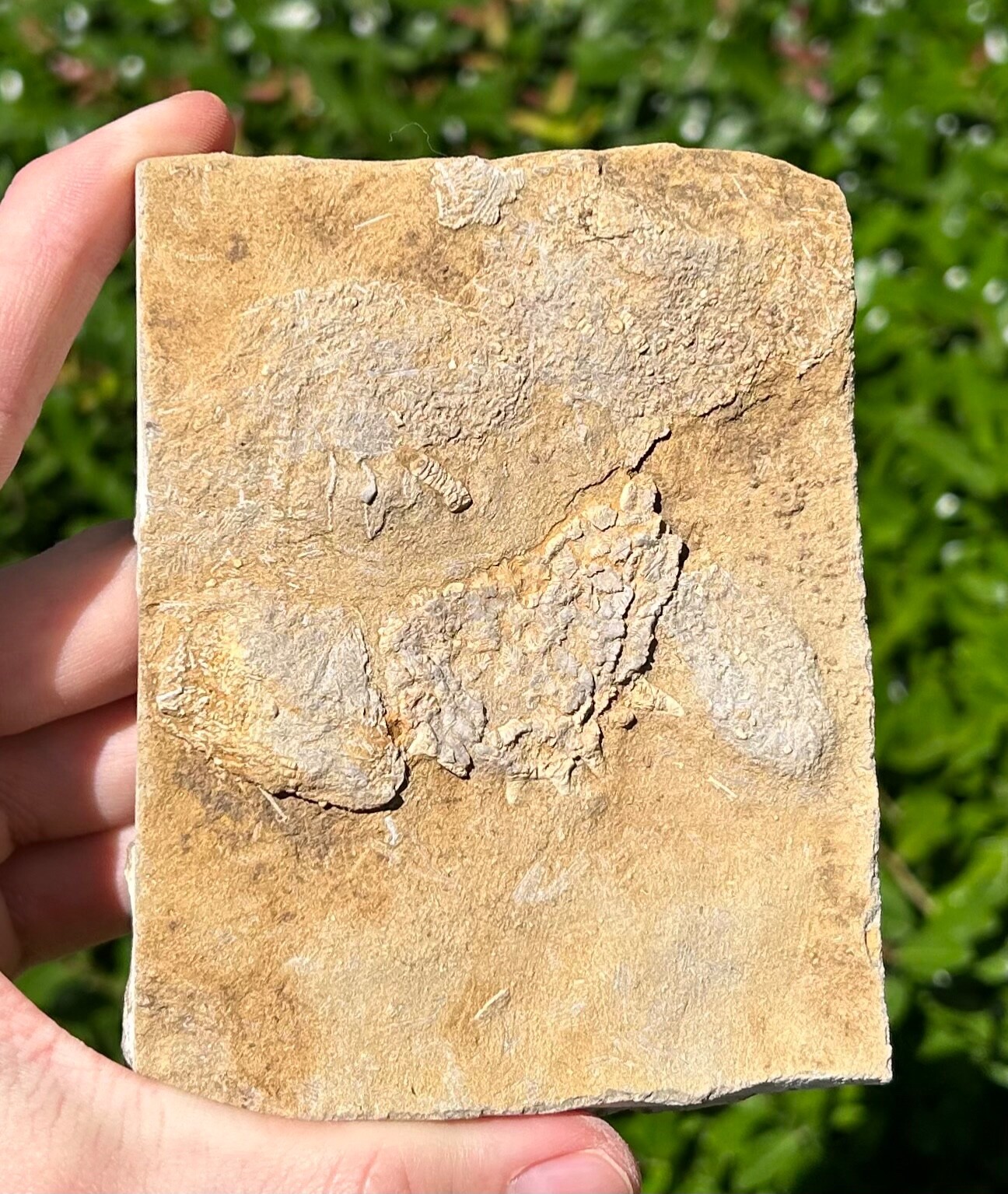 RARE Fossil Crinoid in Matrix Rhopocrinus Alabama Bangor Limestone Formation