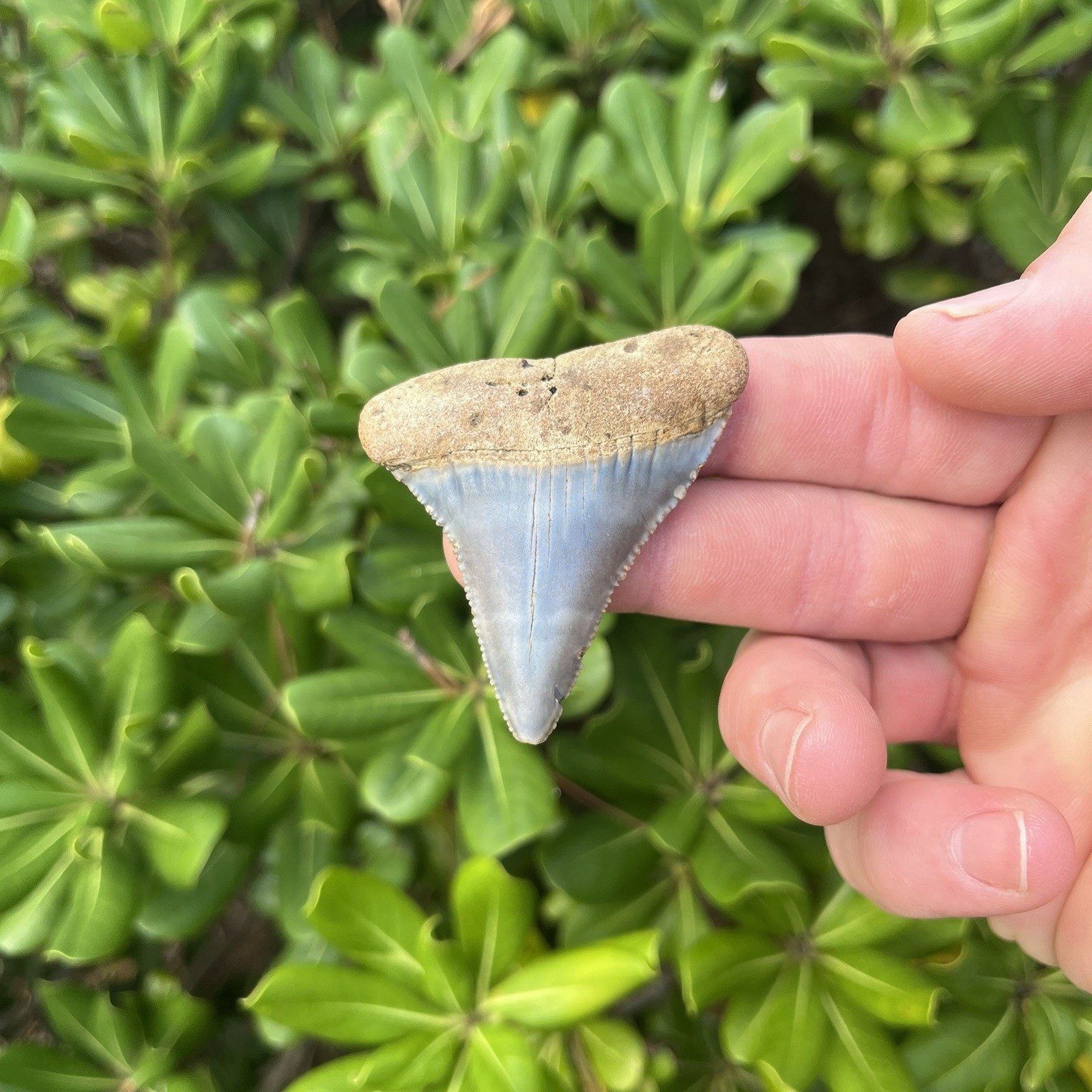 Real Great White Shark Tooth 2.28” Fossil