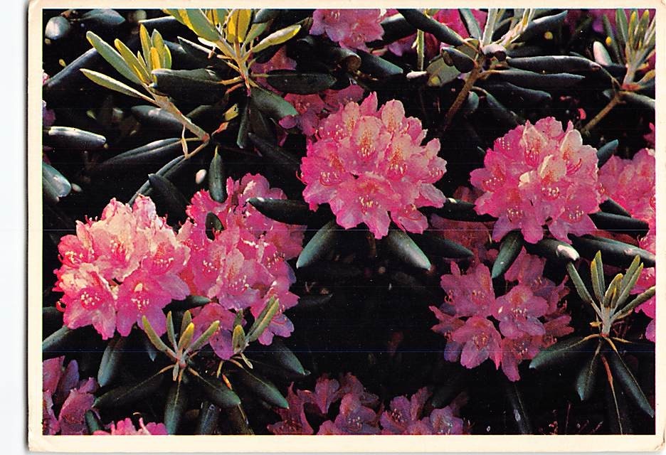 Rhododendron in Bloom G-78108