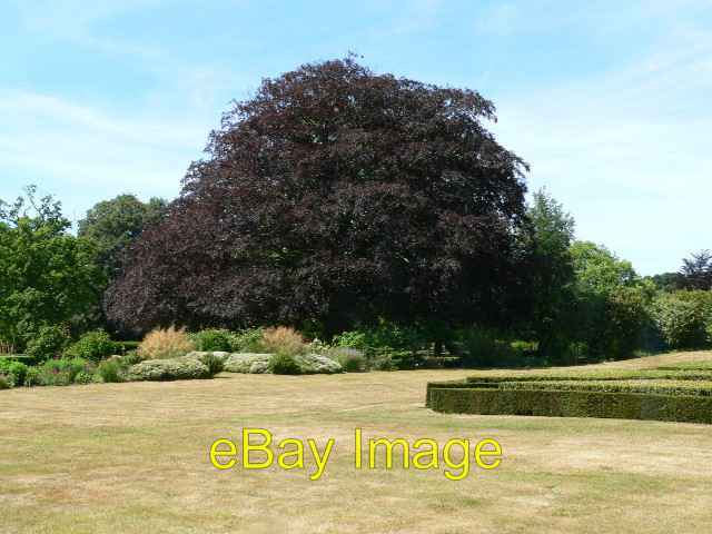 Photo 6x4 Copper Beech Scampston A truly magnificent tree in the garden a c2006