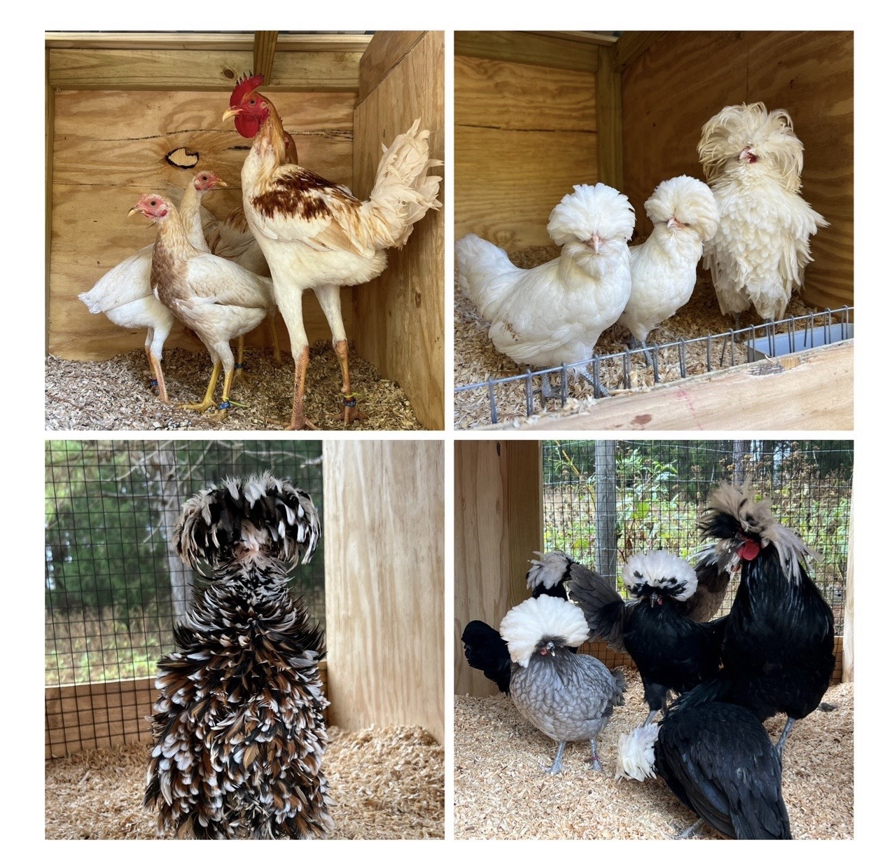 6+ Assorted Hatching Eggs from our Exhibition Stock