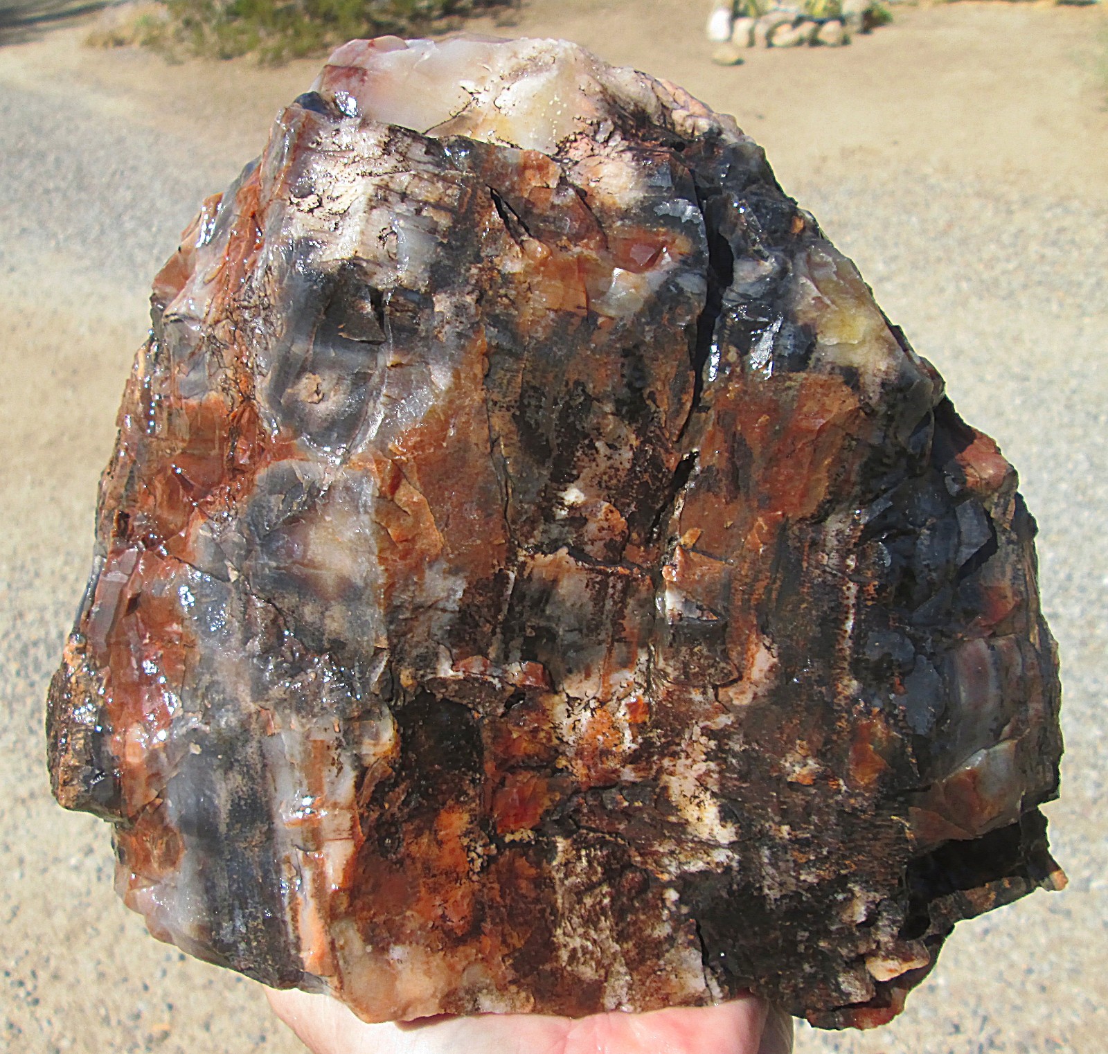 BIG ARIZONA PETRIFIED WOOD ROUGH ~ 16 lbs 12 ozs