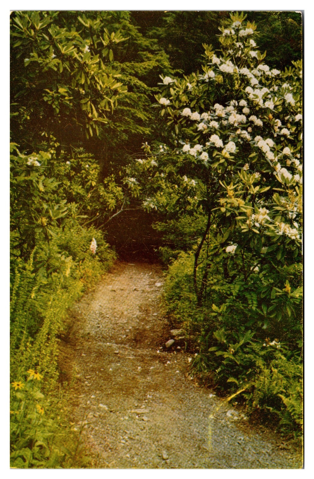 VTG Path Through Rhododendrons, Scenic Trail, Dingmans Falls, Dingmans Ferry, PA