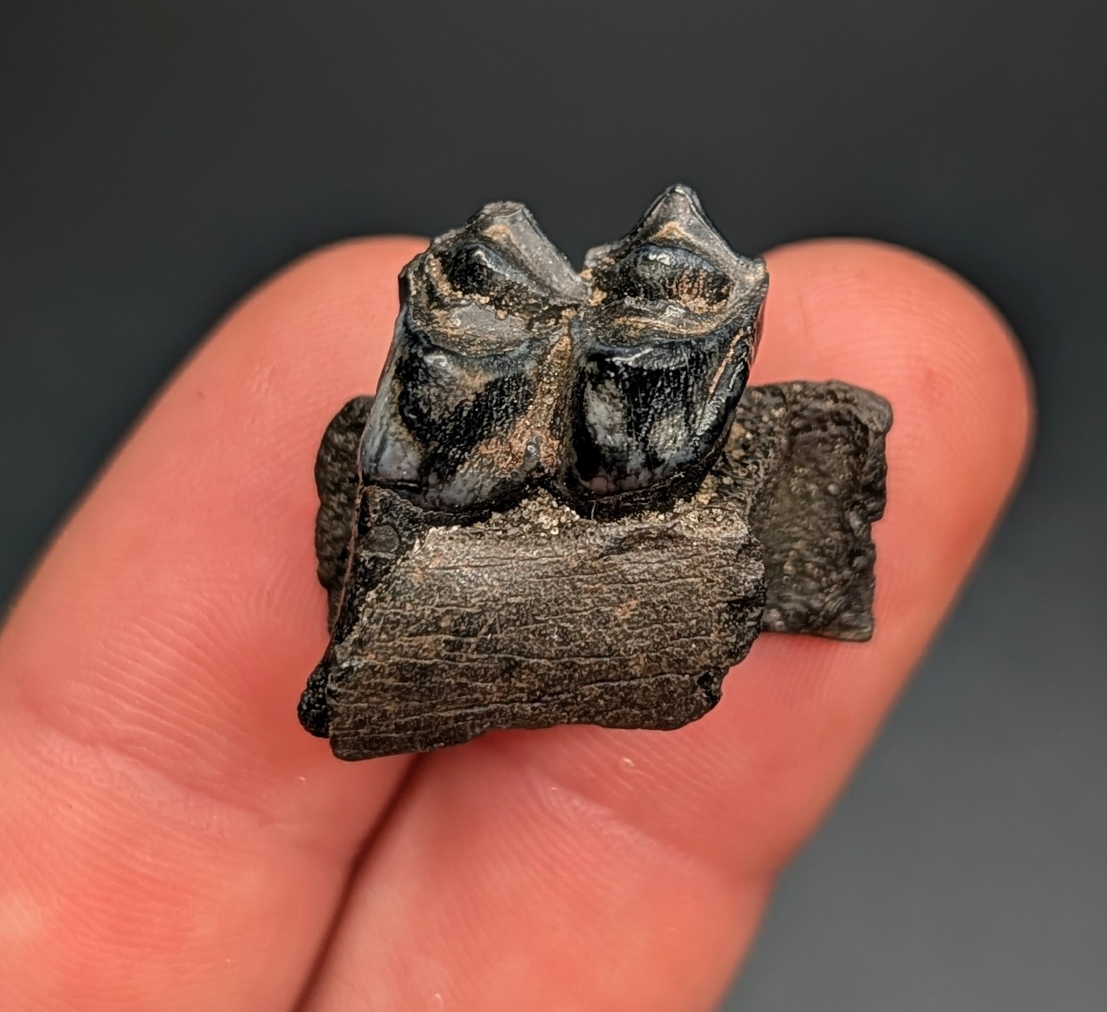 Beautifully Preserved Ice Age Deer Tooth In Jaw Section North Florida