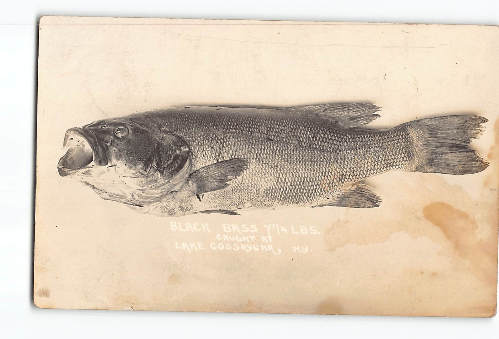 Lake Cossayuna New York NY RPPC Real Photo 1912 Black Bass 7 1/4 LBS