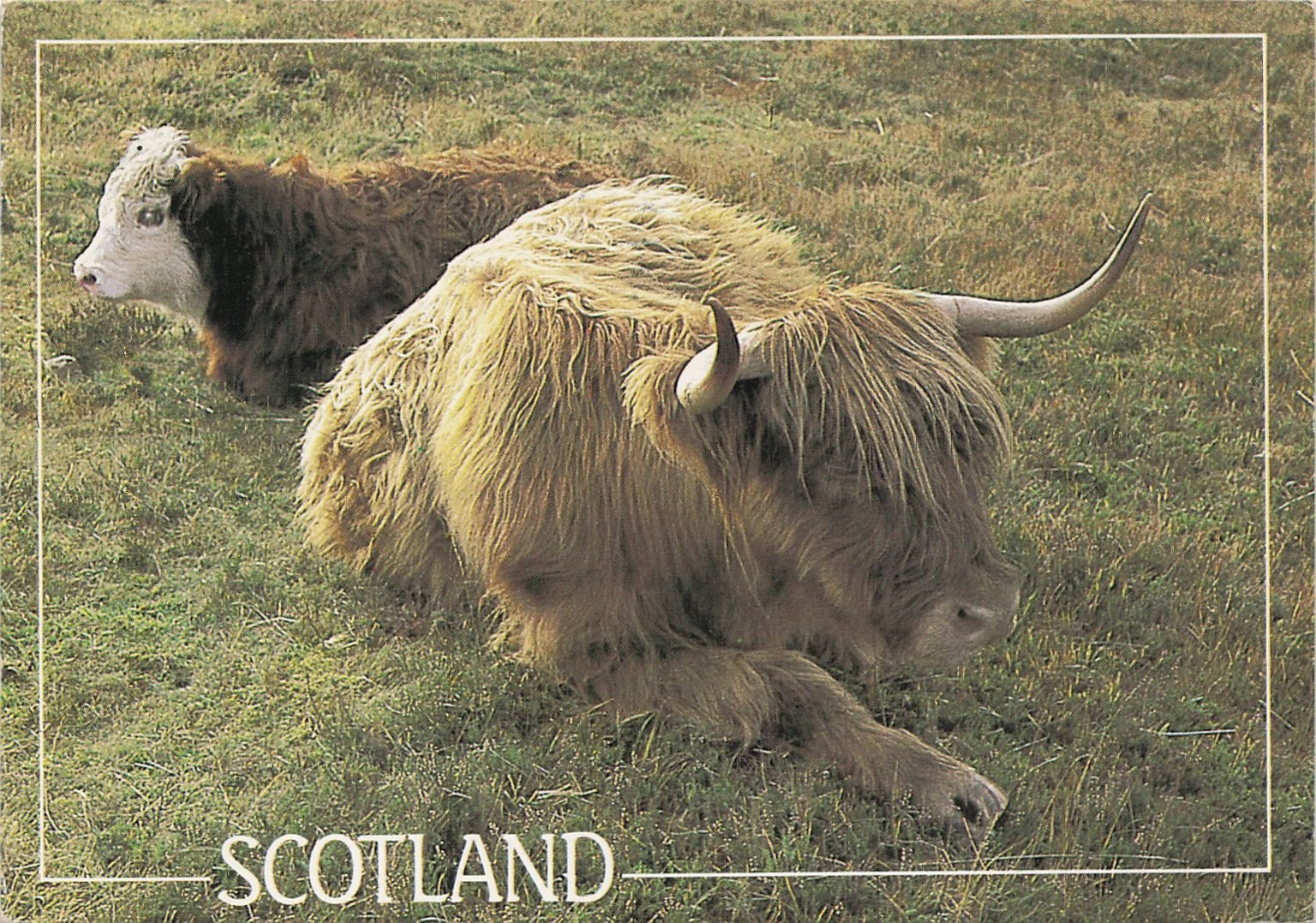 Vintage Scotland Postcard: Highland Cattle, Plymouth MA Postmark 1990
