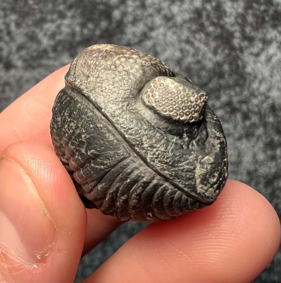 Pedinopariops Trilobite Fossil – Enrolled Display Specimen ✅
