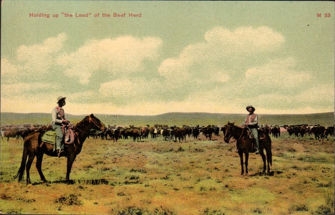Chinook Montana - Cowboys Holding Up the Lead of the Beef Herd - Postcard c1908
