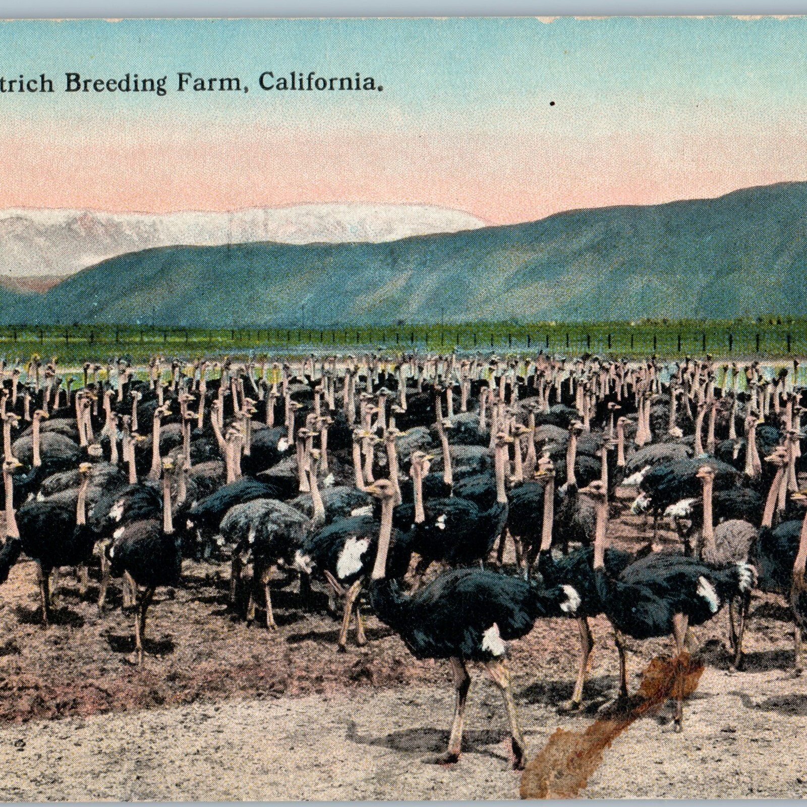 c1910s Cawston Ostrich Breeding Farm Postcard South Pasadena CA Julius Hecht Zoo