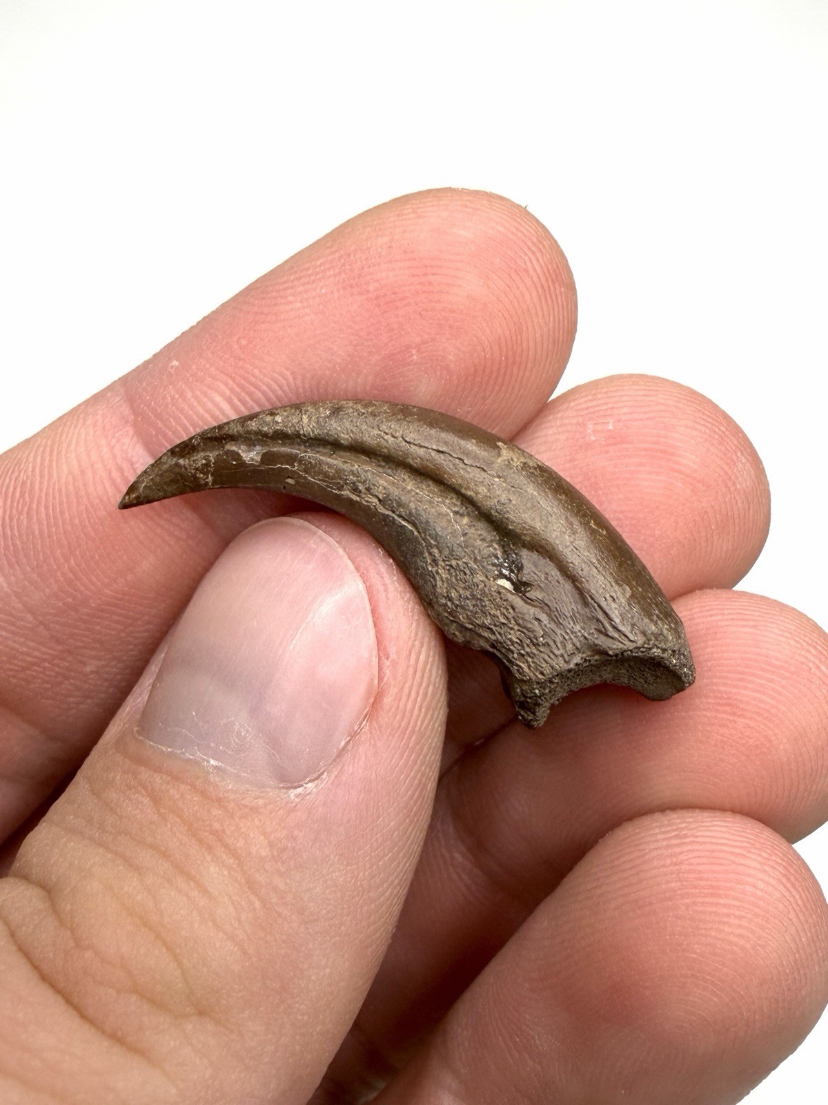 Very Rare Trierarchuncus Alvarezsaurid Hand Claw - Hell Creek Formation, Montana