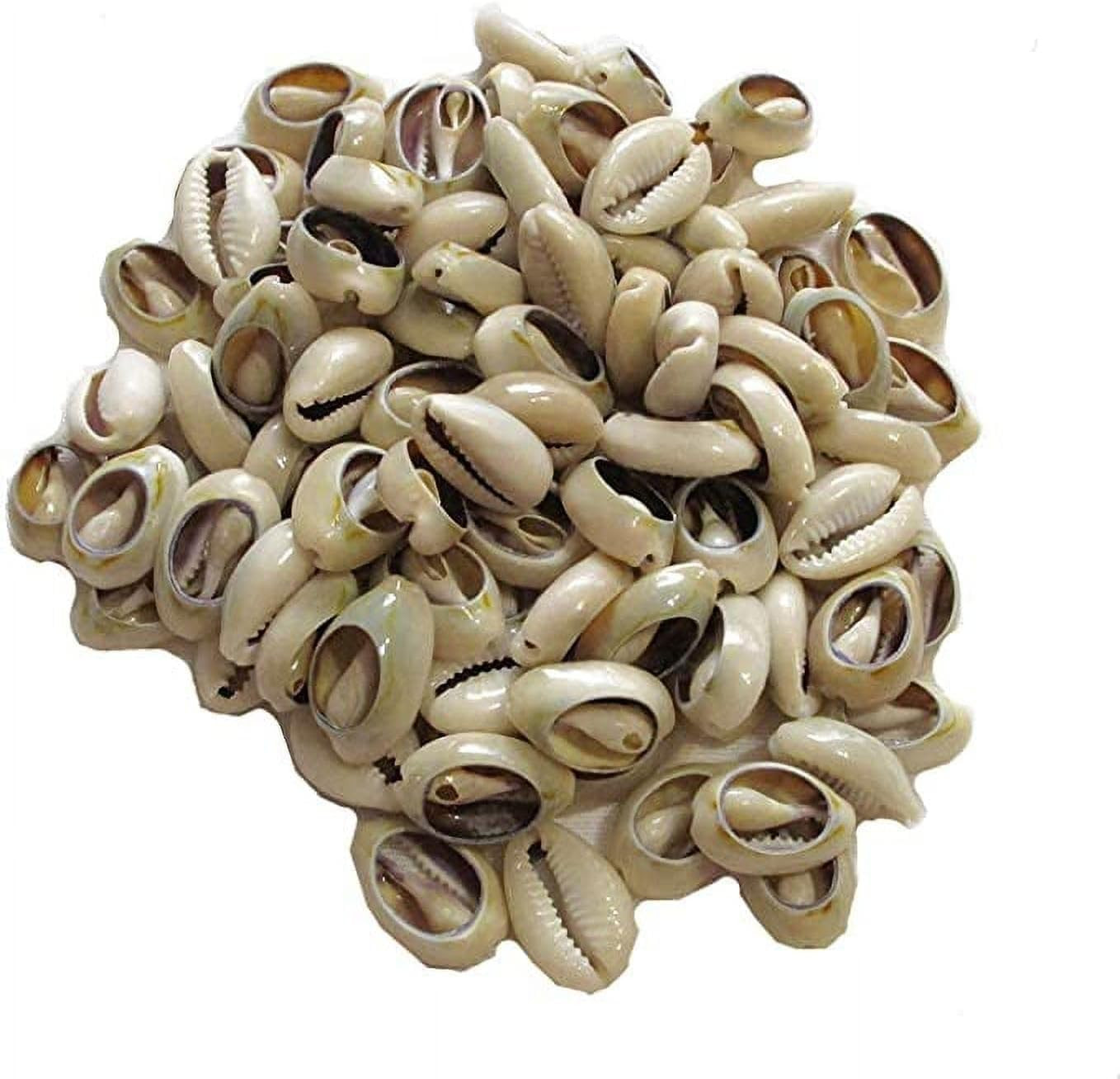 100 Pcs Lvory Natural Cowrie Shells Beads Oval Beach Seashells African for Hair