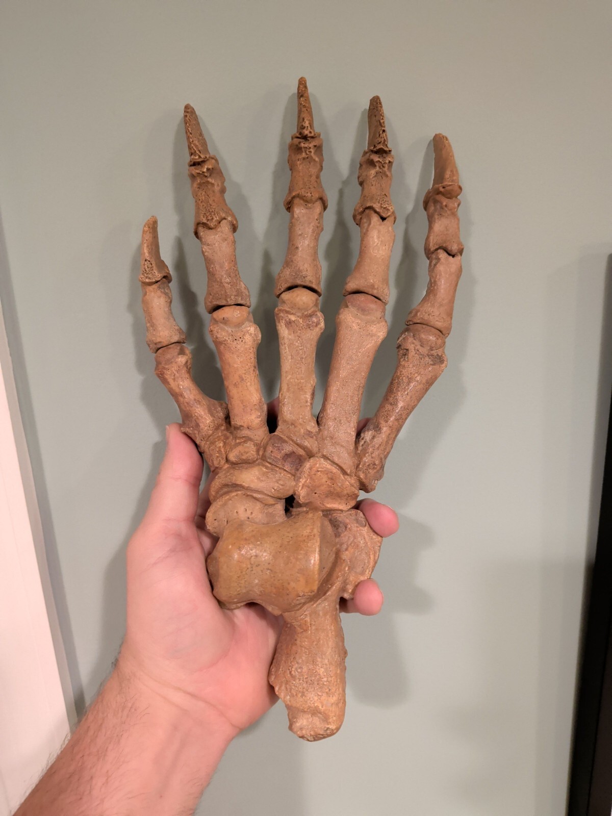 Huge authentic fossil cave bear paw