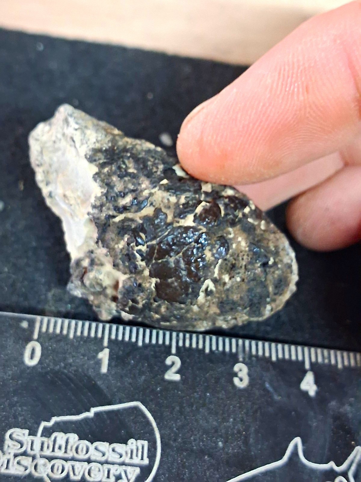 Very Rare Folkestone Fish Nodule Gault Clay Cretaceous.