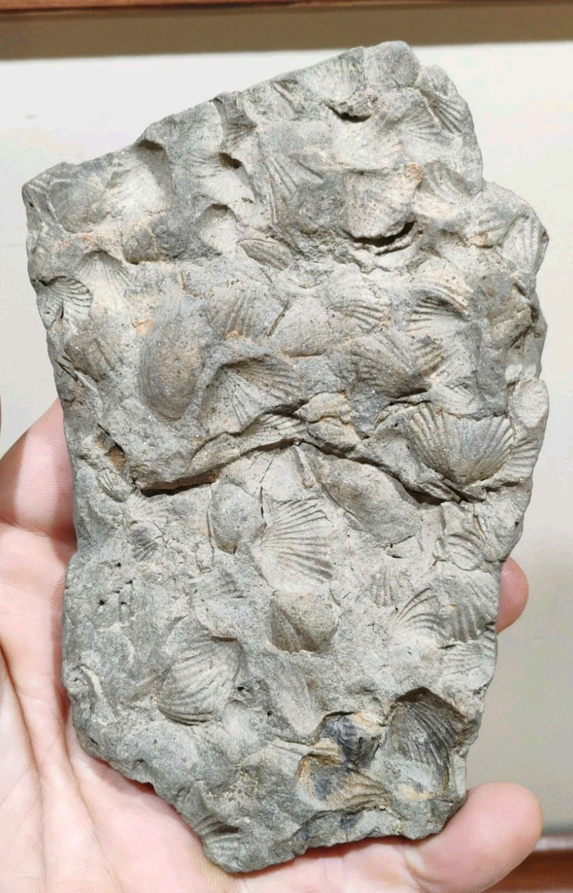 Ancient Marine Shell Fossil Mortality Plate Brachiopod Specimen 5\