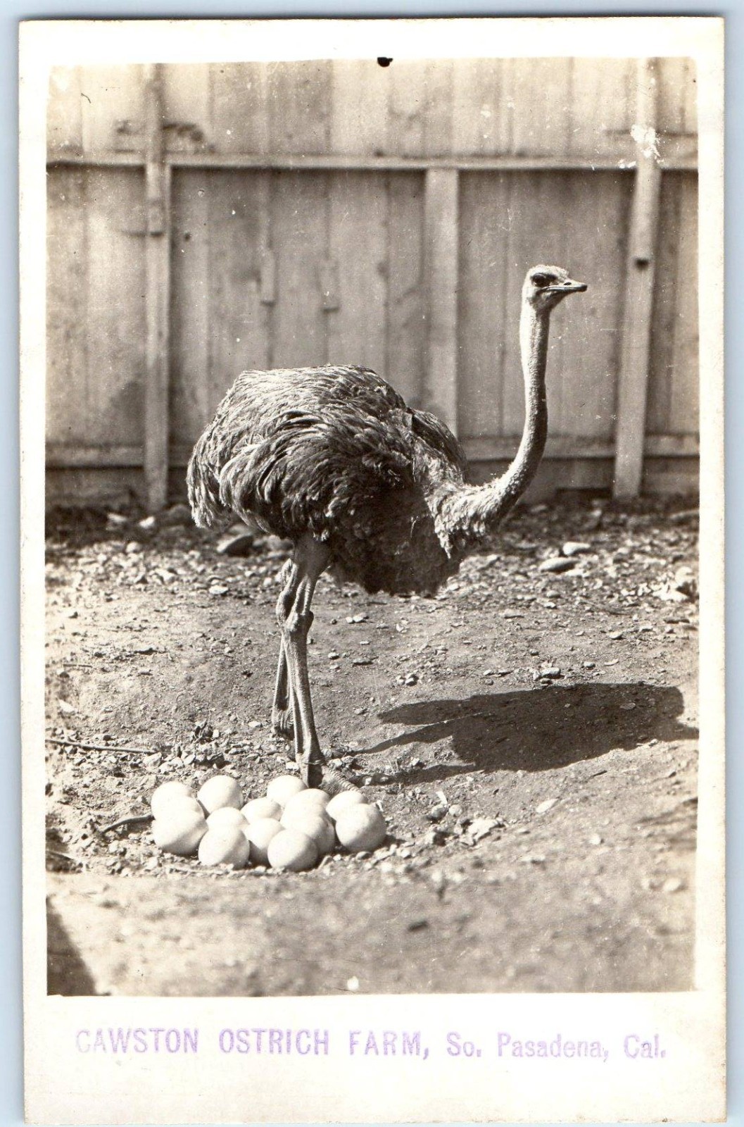c1910's Cawston Ostrich Farm Eggs So. Pasadena California CA RPPC Photo Postcard