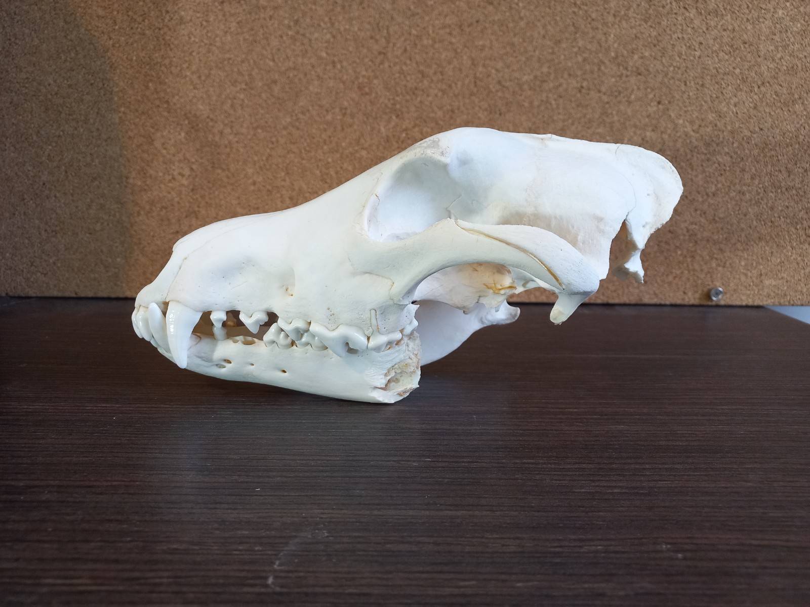 Real Large Young Wolf Skull Canis Lupus Taxidermy Natural Bone Specimen 25cm