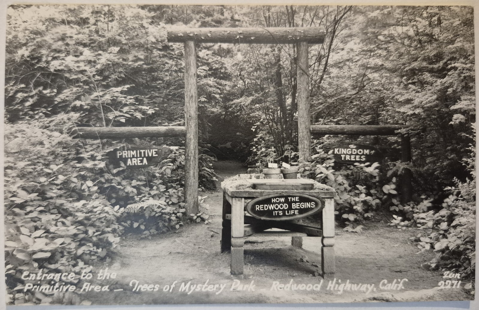 Vintage Postcard RPPC Primitive Area Redwood Highway CA Zan Photo  AA115