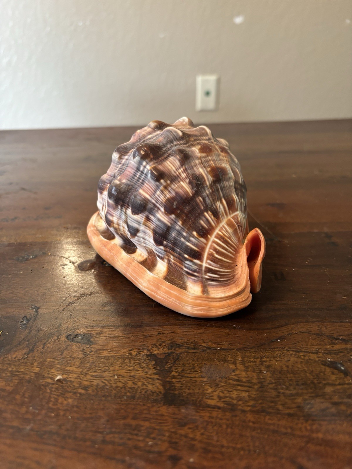 Large Conch Seashell Bullmouth Helmet Gorgeous Color 5.5” x 3.5” x 3.5”