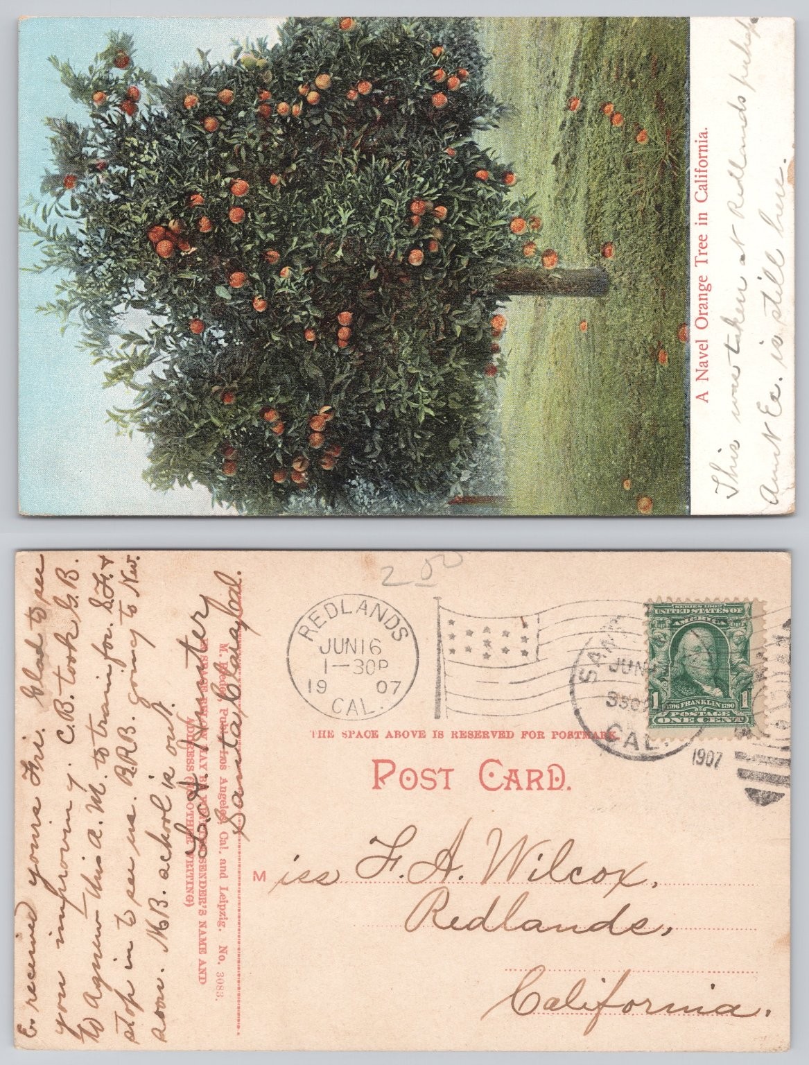 1907 Redlands California Navel Orange Tree Postcard M. Rieder